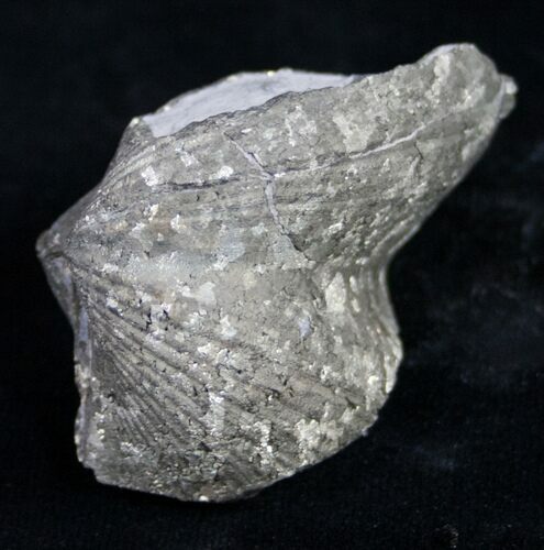 Large Pyrite Replaced Brachiopod - Silica Shale #8806